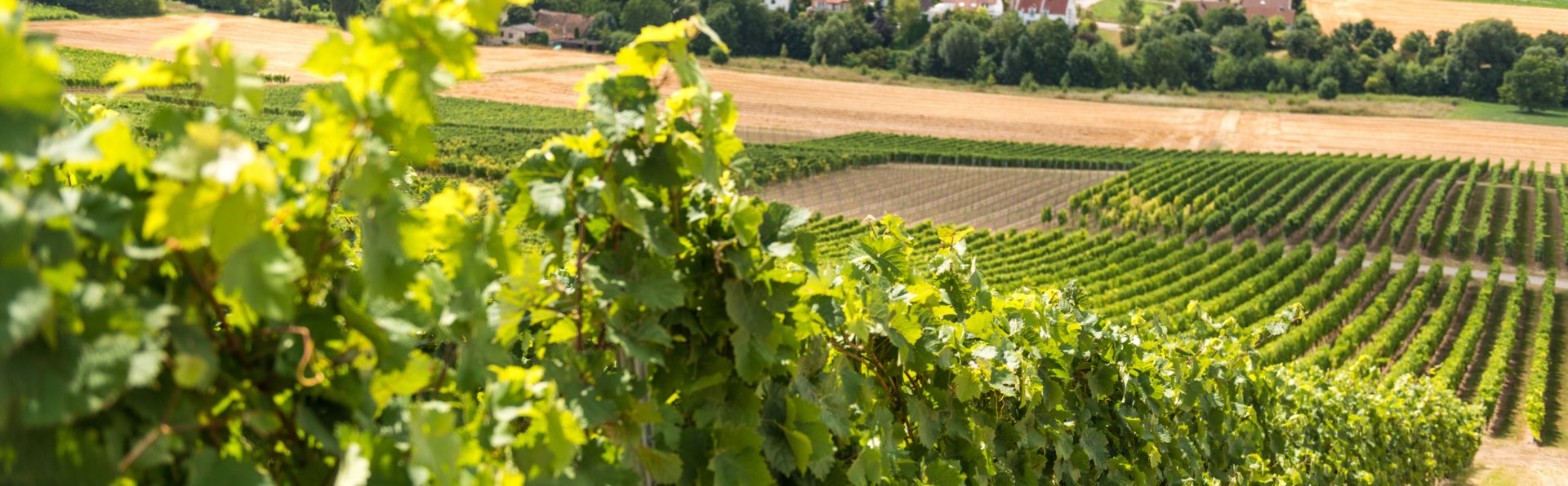 Grösstes Weinanbaugebiet Deutschlands